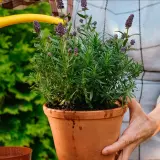 En person vattnar en frodig lavendel i kruka. Doften av lavendel sprider sig i trädgården.