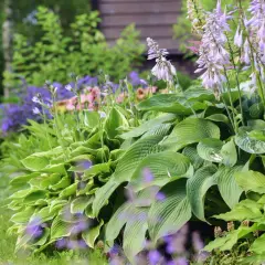 En lummig trädgård med frodiga, gröna blad och spirande lila blommor. En idyllisk plats med fina perenner som skapar en känsla av lugn.