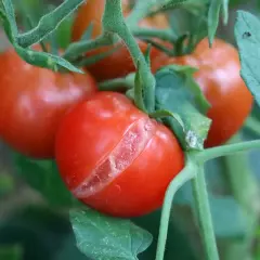 En tomatplanta med flera röda, mogna tomater. En av tomaterna har en tydlig spricka, vilket visar spruckna tomater.