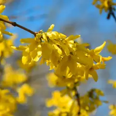 En gul buske blommar i solljus, med en klarblå himmel som bakgrund.