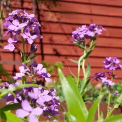 Lila blommor i solljus mot en röd trävägg. En somrig trädgård med lila blommor som sträcker sig mot himlen.