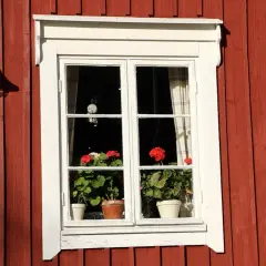 Fönster med röda pelargoner på en faluröd vägg. Hoppas de klarar sig från frost.