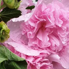 Små plantor i en såbricka, en med ett stort, flikigt blad. Kanske blir det så stockrosor i sommar?