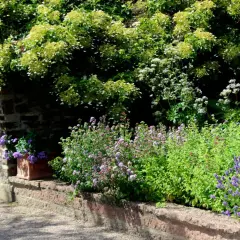En lummig uteplats medelhavsstil med stenmur, lavendel och en terrakottakruka med blommor.