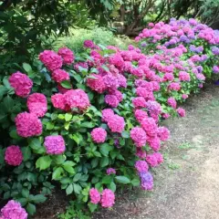 En lummig rabatt med rosa och lila hortensior, perfekta blommor som trivs i skugga utomhus.