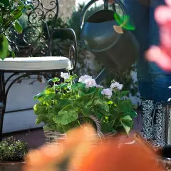 En person vattnar en korg med rosa blommor. Bredvid står en citronplanta och en dekorativ lykta. Olika blommor sorter trivs i solen.