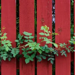 Grön växt klättrar över ett rött plank mellan grannar.