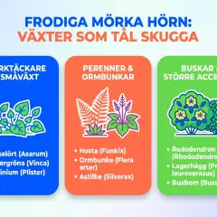 Illustrationer av växter för skuggiga platser, inklusive olika funkia sorter.