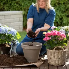 Kvinna planterar hortensia i rabatt. Hon fyller en kruka med jord för att ge sina vackra blommor en ny plats.