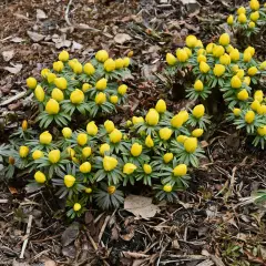 En grupp gula vårblommor, som en lista över tidiga vårtecken, spirar upp ur marken bland torra löv.