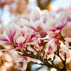 Vacker klippa med magnoliablommor i rosa och vitt. Solen lyser genom kronbladen.