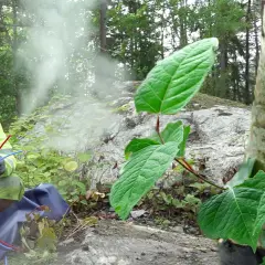 Man i varselkläder arbetar med slangar nära en husgrund. Parkslide växer frodigt i bakgrunden.
