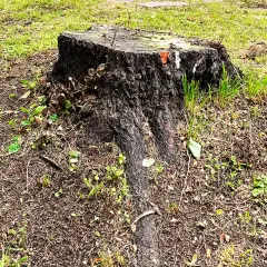 Gammal, mörk stubbe med synliga rötter i gräs och jord. Planerar att ta bort stubbe för att få en finare gräsmatta.