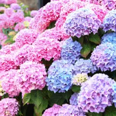 En tät samling av rosa och lila hortensior. Vissa sorter av hortensia är giftiga, så var försiktig med dessa vackra blommor.
