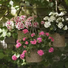 Hängande korgar med rosa och vit sommarblommor ute. En vacker syn som förgyller trädgården.