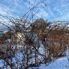 Vinterträdgård med snö. Vindruvorna tål vindruvor frost och väntar på våren.