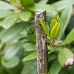 Ny tillväxt spirar från en klippt rhododendronstam.
