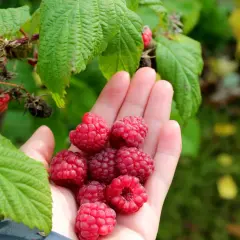 Handfull med nyplockade hallon, redo att plantera hallon i pallkrage för en riklig skörd.