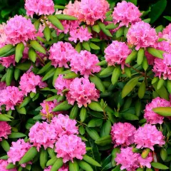 En frodig buske med rosa blommor, perfekt för att plantera rhododendron i trädgården.