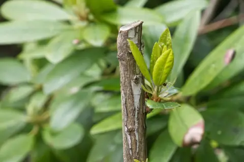 Ny tillväxt spirar från en klippt rhododendronstam.