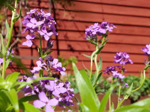 Lila blommor i din trädgård - Så lyckas du med rabatten!