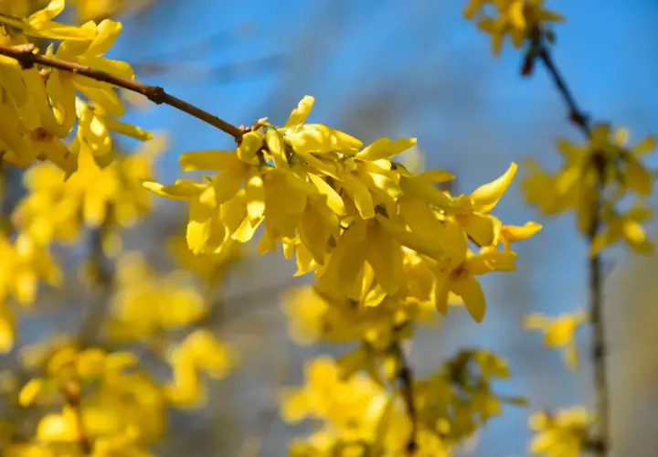 En gul buske blommar i solljus, med en klarblå himmel som bakgrund.