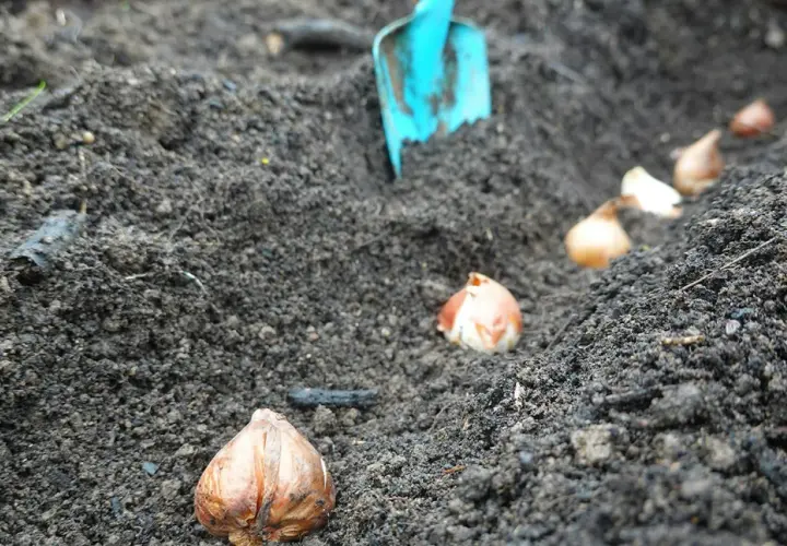 Lökarna ligger redo att planteras påskliljor i den mörka jorden. En blå spade syns i bakgrunden.