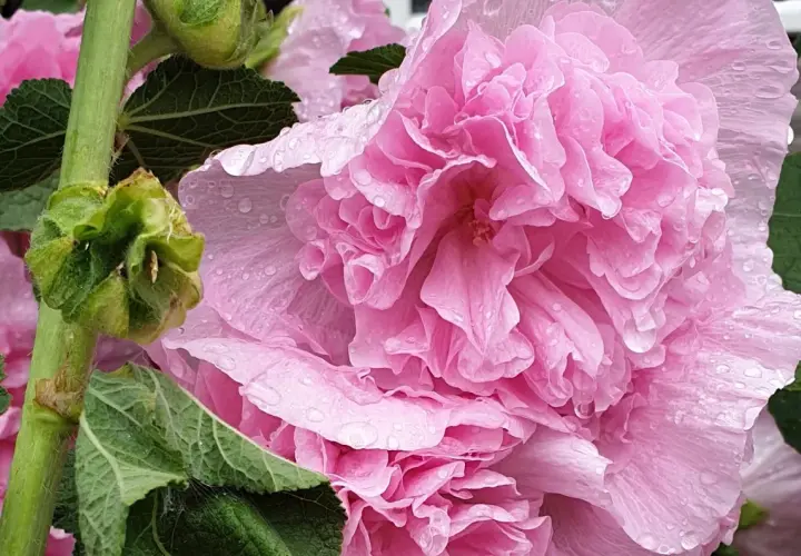Små plantor i en såbricka, en med ett stort, flikigt blad. Kanske blir det så stockrosor i sommar?