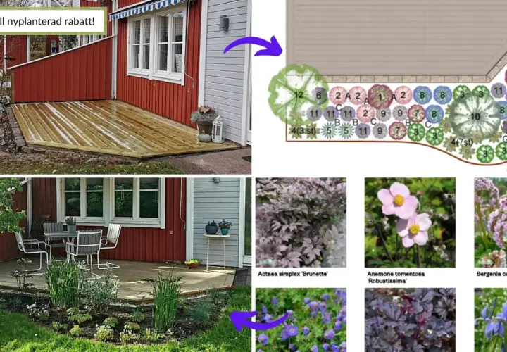 Idébild för en långsmal rabatt med olika växter. Visar planritning och exempel på blommor.