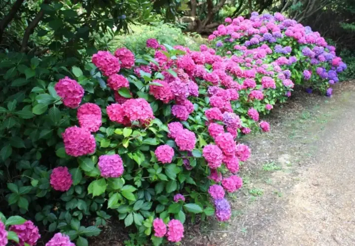 En lummig rabatt med rosa och lila hortensior, perfekta blommor som trivs i skugga utomhus.