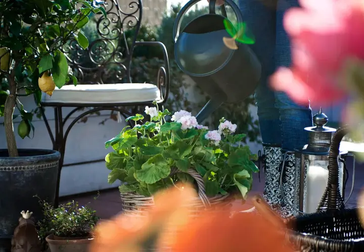 En person vattnar en korg med rosa blommor. Bredvid står en citronplanta och en dekorativ lykta. Olika blommor sorter trivs i solen.