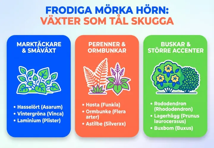 Illustrationer av växter för skuggiga platser, inklusive olika funkia sorter.