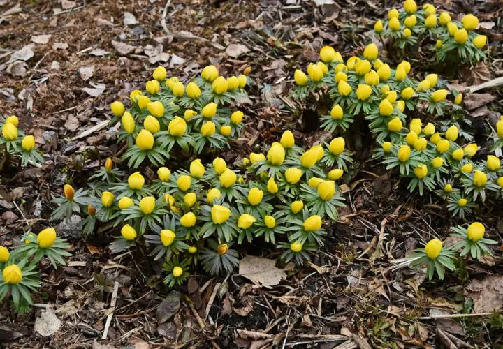 En grupp gula vårblommor, som en lista över tidiga vårtecken, spirar upp ur marken bland torra löv.