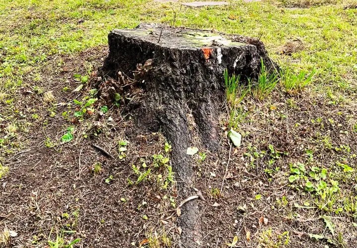 Gammal, mörk stubbe med synliga rötter i gräs och jord. Planerar att ta bort stubbe för att få en finare gräsmatta.