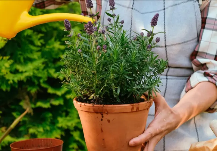En person vattnar en frodig lavendel i kruka. Doften av lavendel sprider sig i trädgården.