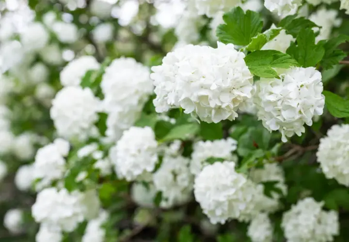 En buske med vita blommor, som snöbollar, i full blom. Gröna blad ramar in de fluffiga blomklustren.