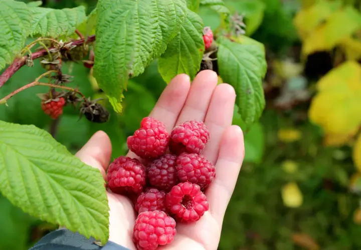 Handfull med nyplockade hallon, redo att plantera hallon i pallkrage för en riklig skörd.