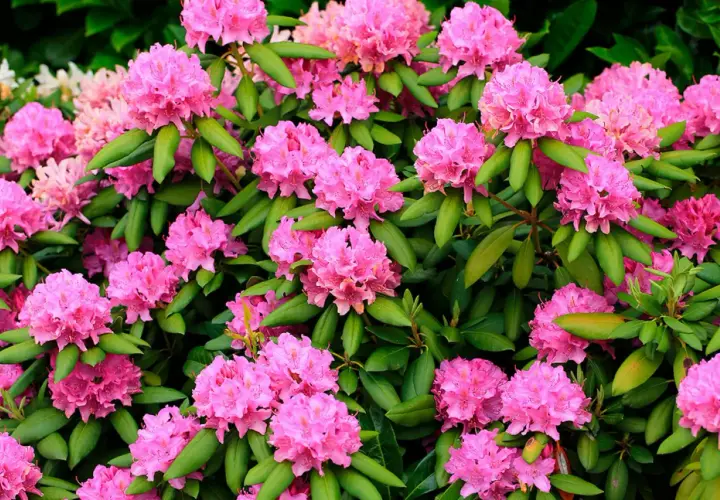 En frodig buske med rosa blommor, perfekt för att plantera rhododendron i trädgården.