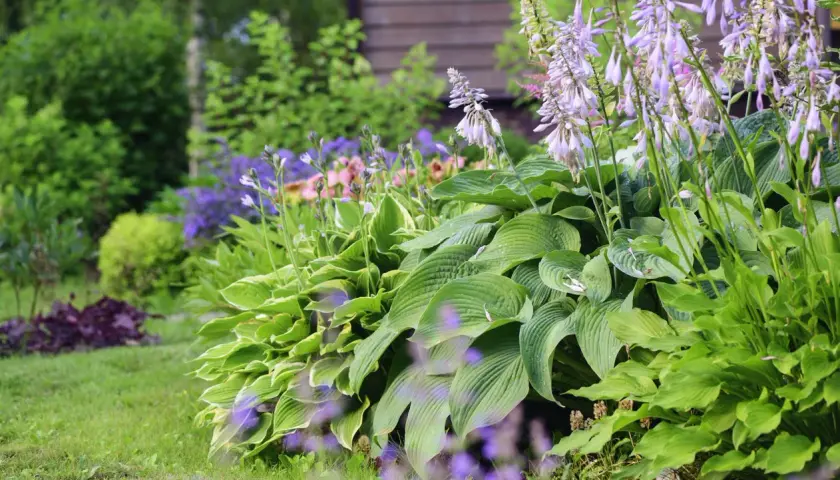 En lummig trädgård med frodiga, gröna blad och spirande lila blommor. En idyllisk plats med fina perenner som skapar en känsla av lugn.