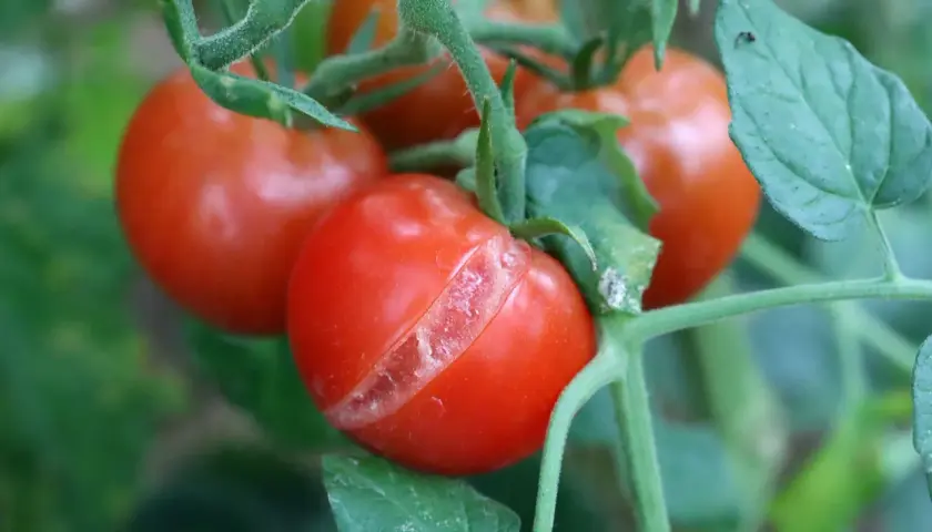 En tomatplanta med flera röda, mogna tomater. En av tomaterna har en tydlig spricka, vilket visar spruckna tomater.