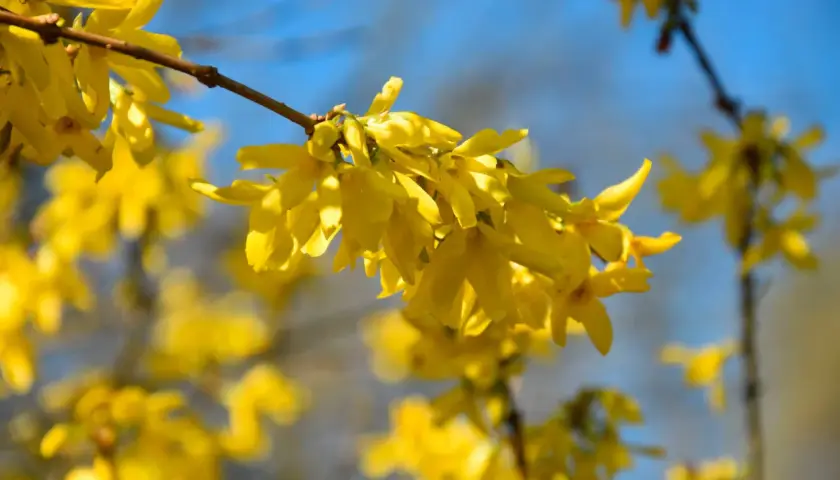 En gul buske blommar i solljus, med en klarblå himmel som bakgrund.