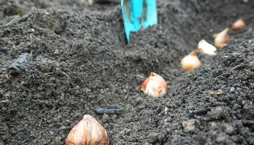 Lökarna ligger redo att planteras påskliljor i den mörka jorden. En blå spade syns i bakgrunden.