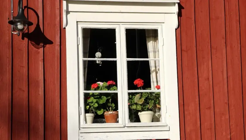 Fönster med röda pelargoner på en faluröd vägg. Hoppas de klarar sig från frost.