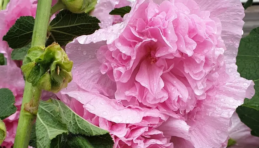 Små plantor i en såbricka, en med ett stort, flikigt blad. Kanske blir det så stockrosor i sommar?