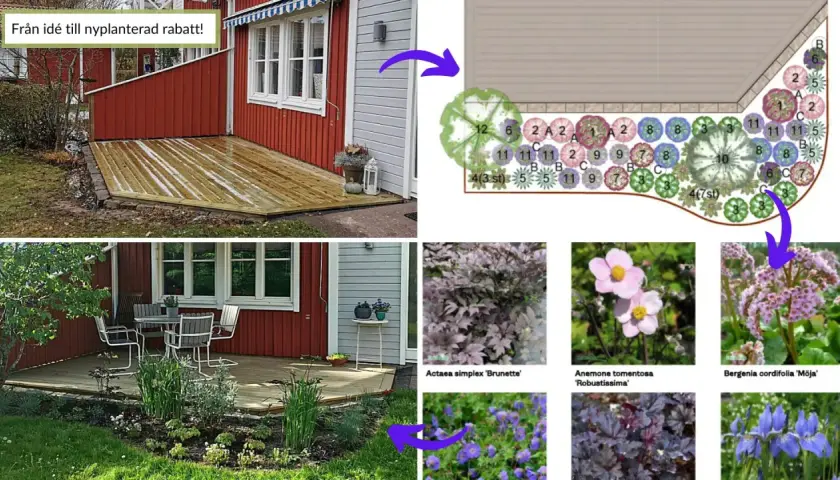 Idébild för en långsmal rabatt med olika växter. Visar planritning och exempel på blommor.