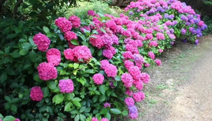 En lummig rabatt med rosa och lila hortensior, perfekta blommor som trivs i skugga utomhus.