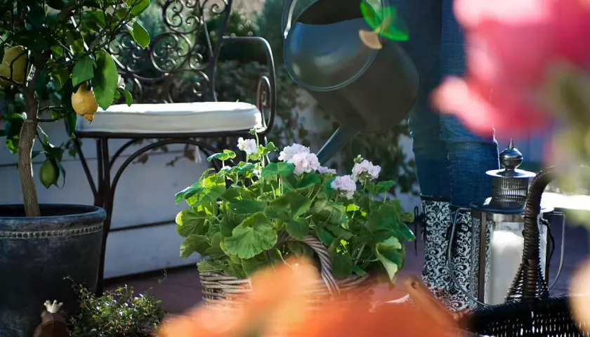 En person vattnar en korg med rosa blommor. Bredvid står en citronplanta och en dekorativ lykta. Olika blommor sorter trivs i solen.