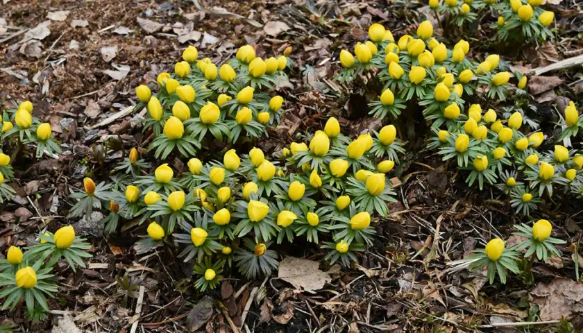 En grupp gula vårblommor, som en lista över tidiga vårtecken, spirar upp ur marken bland torra löv.