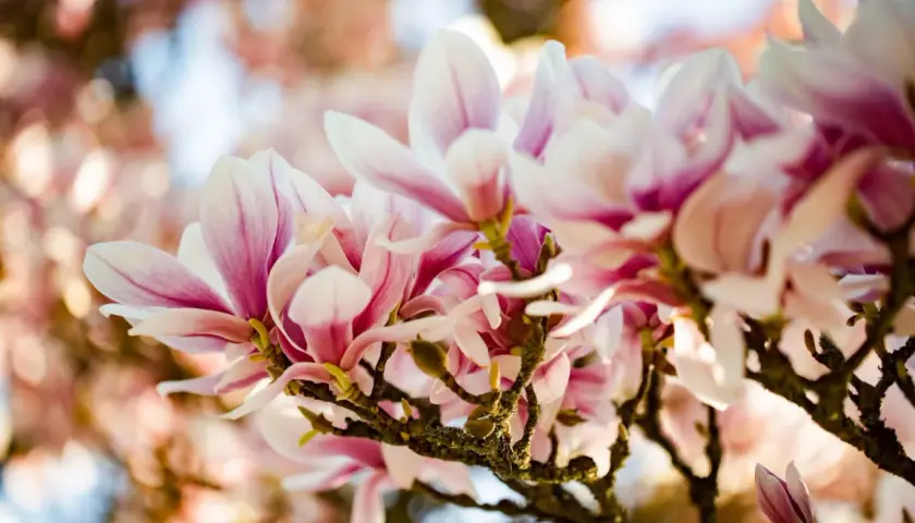Vacker klippa med magnoliablommor i rosa och vitt. Solen lyser genom kronbladen.