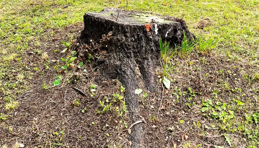 Gammal, mörk stubbe med synliga rötter i gräs och jord. Planerar att ta bort stubbe för att få en finare gräsmatta.